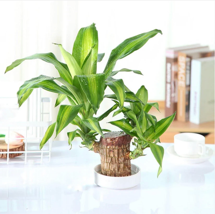 Planta Madeira Brasileira Sorte + Monge de Brinde Especial