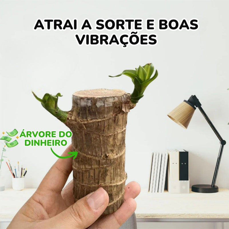 Planta Madeira Brasileira Sorte + Monge de Brinde Especial