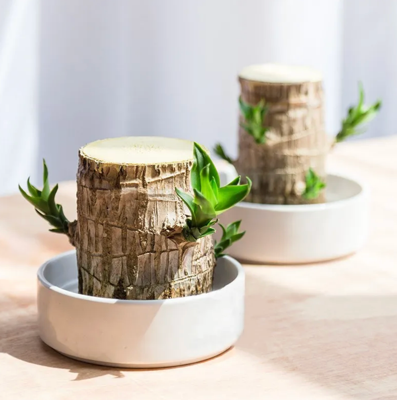 Planta Madeira Brasileira Sorte + Monge de Brinde Especial