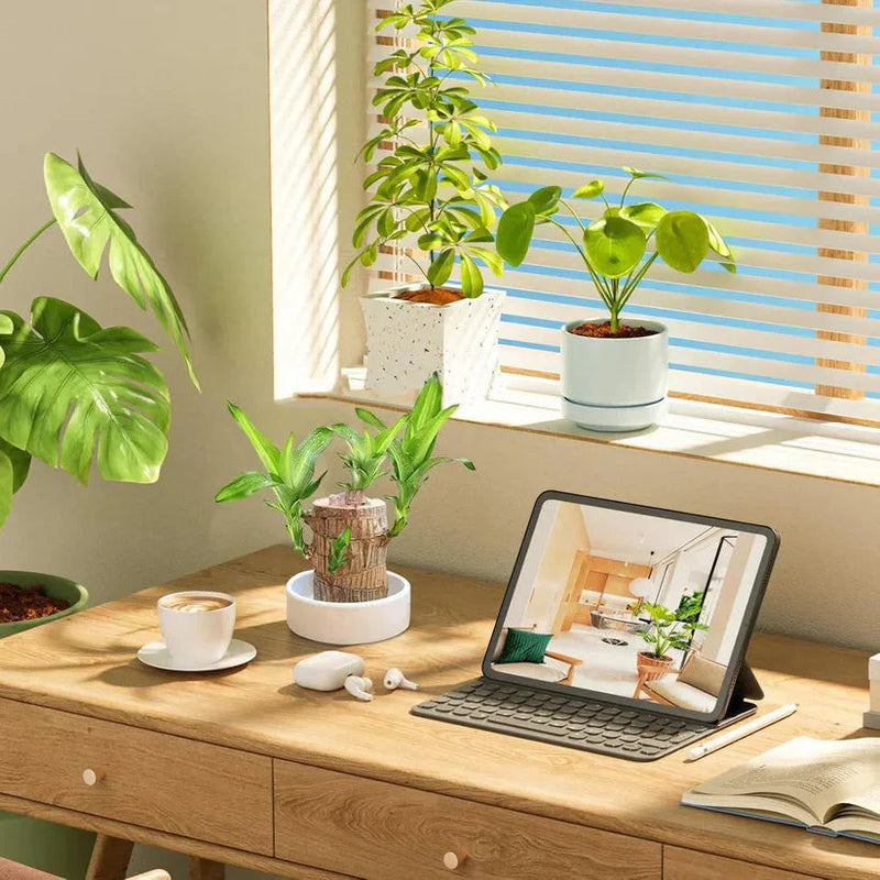 Planta Madeira Brasileira Sorte + Monge de Brinde Especial