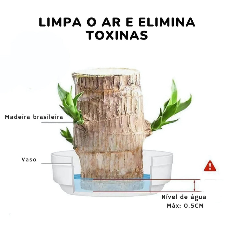 Planta Madeira Brasileira Sorte + Monge de Brinde Especial