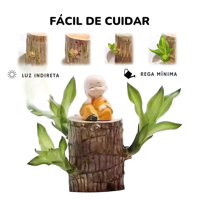 Planta Madeira Brasileira Sorte + Monge de Brinde Especial