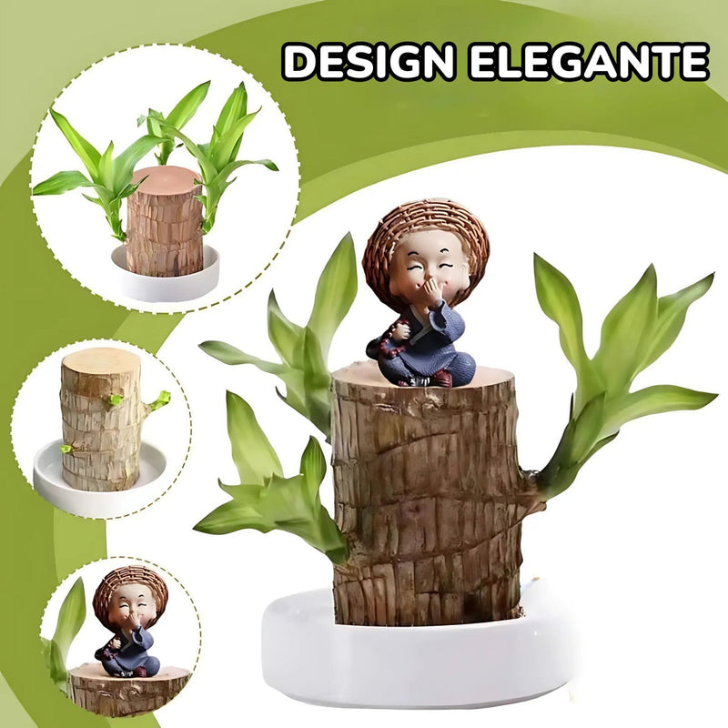 Planta Madeira Brasileira Sorte + Monge de Brinde Especial