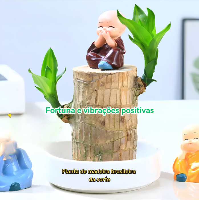 Planta Madeira Brasileira Sorte + Monge de Brinde Especial