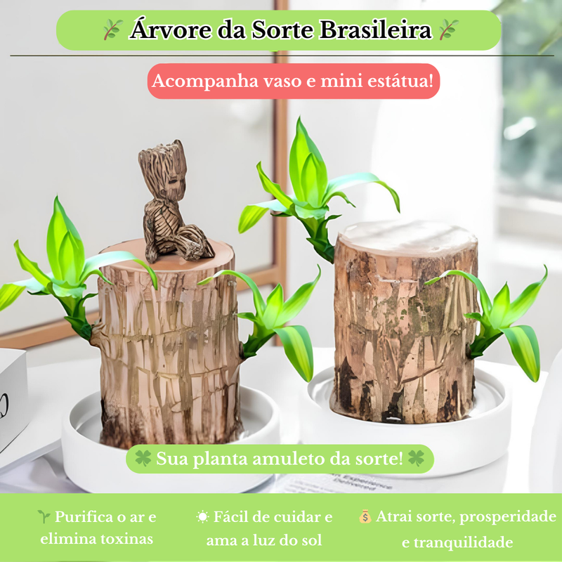 Planta Madeira Brasileira Sorte + Monge de Brinde Especial